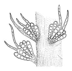 Glyphothecium sciuroides, gemmae and paraphyllia attached to branch, with paraphyllia. Drawn from K.W. Allison 6941, CHR 532691.
 Image: R.C. Wagstaff © Landcare Research 2018 